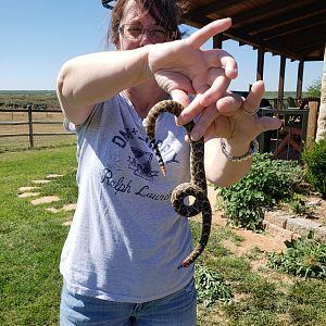 Texas USA Hunt Rattlesnake