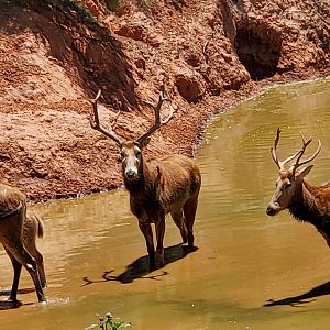 Père David's Deer in Texas USA