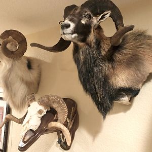 Sheep Shoulder Mounts Taxidermy