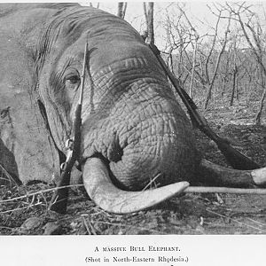 Elephant Hunting Denis D. Lyell