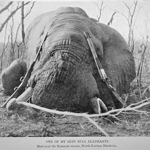 Elephant Hunting Denis D. Lyell