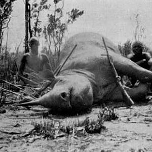 Rhino Hunting Denis D. Lyell