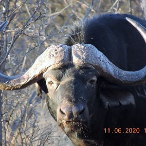 Buffalo, South Africa