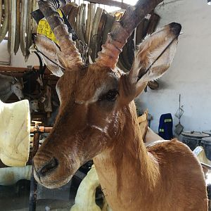 Impala Shoulder Mount Taxidermy Process