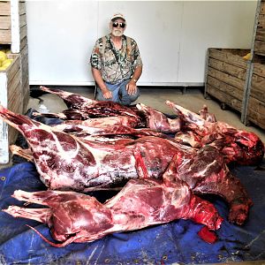 Wild animal meat delivered to the locals