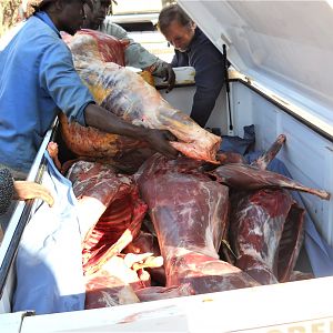 Wild animal meat delivered to the locals