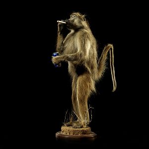 Party Baboon