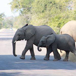 Elephant on Photo Safari South Africa