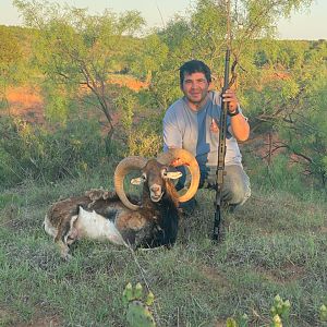 Corsican Ram Hunting Texas USA