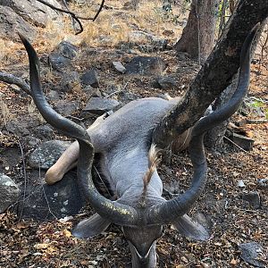 Hunt Kudu in Zimbabwe