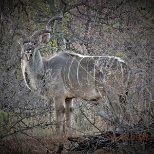 Kudu, South Africa
