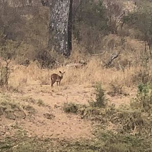 Duiker Zimbabwe