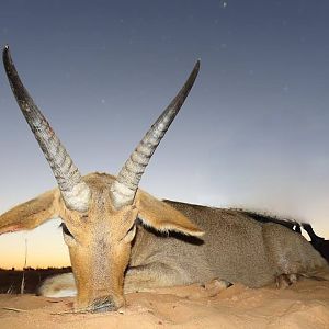 South Africa Hunt Reedbuck