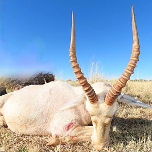 White Blesbok Hunt South Africa