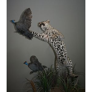 Leopard Full Mount Taxidermy