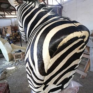 Zebra Pedestal Mount Taxidermy