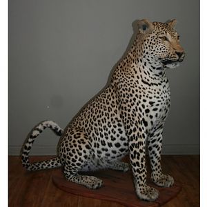 Leopard Full Mount Taxidermy