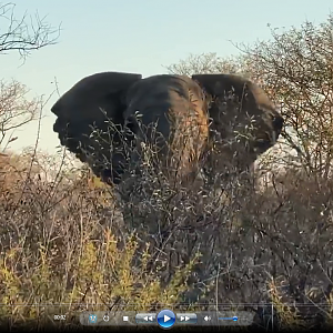 Elephant Up close and personal!