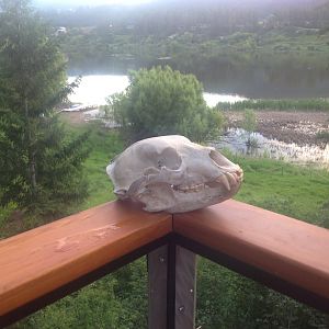 British Columbia Bear European Skull Mount