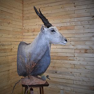 Eland Pedestal Mount Taxidermy