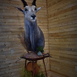 Eland Pedestal Mount Taxidermy