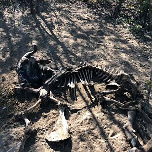 Anti-poaching Patrols Zimbabwe