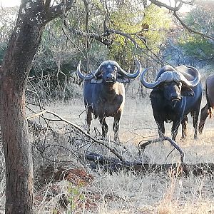 Cape Buffalo Herd South Africa