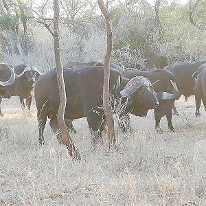 Cape Buffalo Herd South Africa