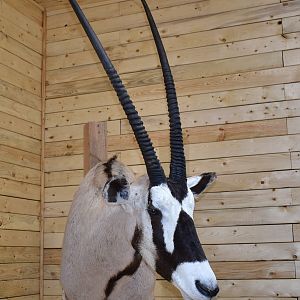 Gemsbok Shoulder Mount Taxidermy