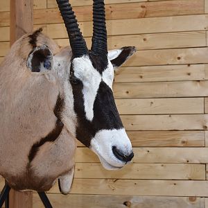 Gemsbok Shoulder Mount Taxidermy