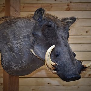 Warthog Shoulder Mount Taxidermy