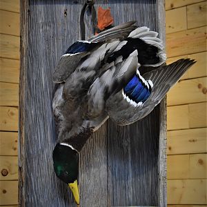 Mallard Full Display Mount Taxidermy