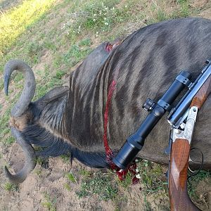 Blue Wildebeest Hunt