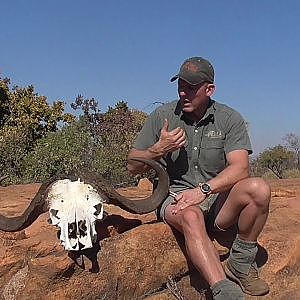 Buffalo hunting with Tsala Safaris