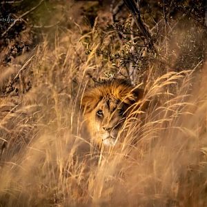 Lion Namibia