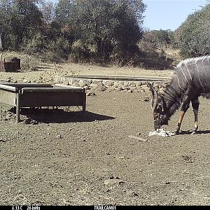 Trail Cam Pictures of Blue Wildebeest & Nyala in South Africa