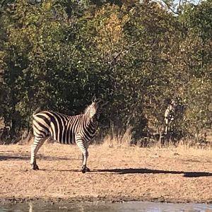 Burchell's Plain Zebra in Zimbabwe