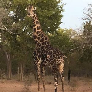 Giraffe in Zimbabwe