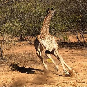 Giraffe in Zimbabwe