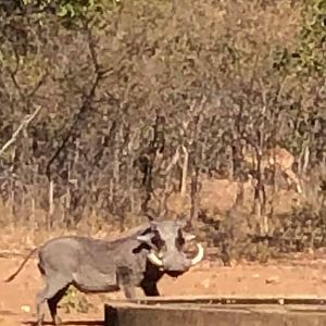 Warthog in Zimbabwe