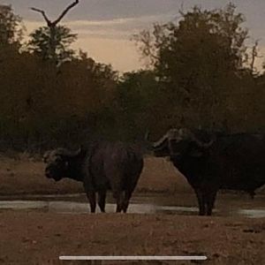 Buffalo in Zimbabwe