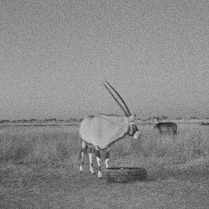 Waterbuck joining oryx