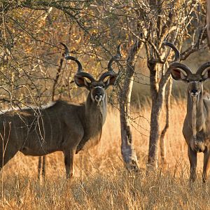 Kudu Bulls in South Africa