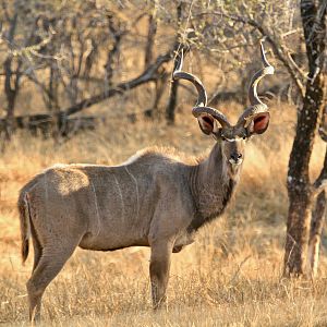 Kudu Bulls in South Africa