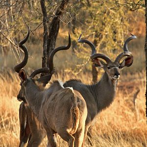 Kudu Bulls in South Africa