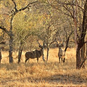 Kudu Bulls in South Africa