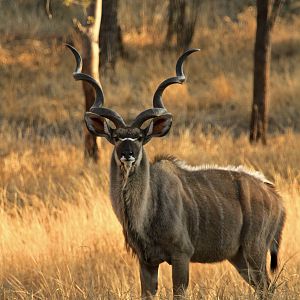 Kudu Bulls in South Africa