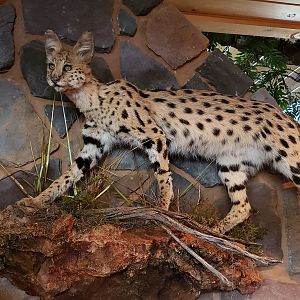 Serval Full Mount Taxidermy