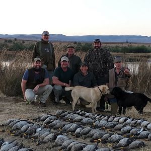 Retrievers and Wild Ducks South Africa Zululand