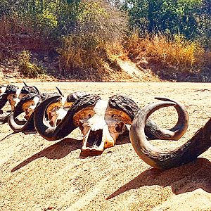 Buffalo - Tanzania - Bullet Safaris